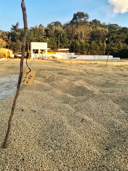 Yemen Mocca